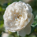 Rosa William and Catherine (C6)