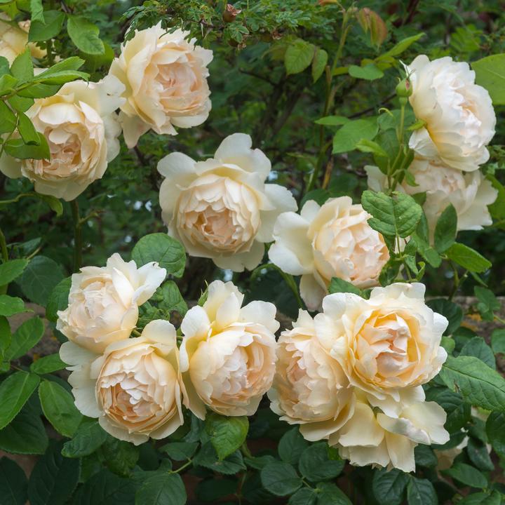 Rosa Wollerton Old Hall 6 ltr pot (C6) Engelse klimroos