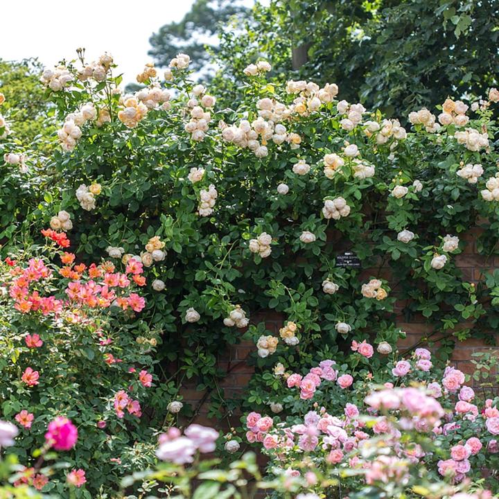 Rosa Wollerton Old Hall 6 ltr pot (C6) Engelse klimroos