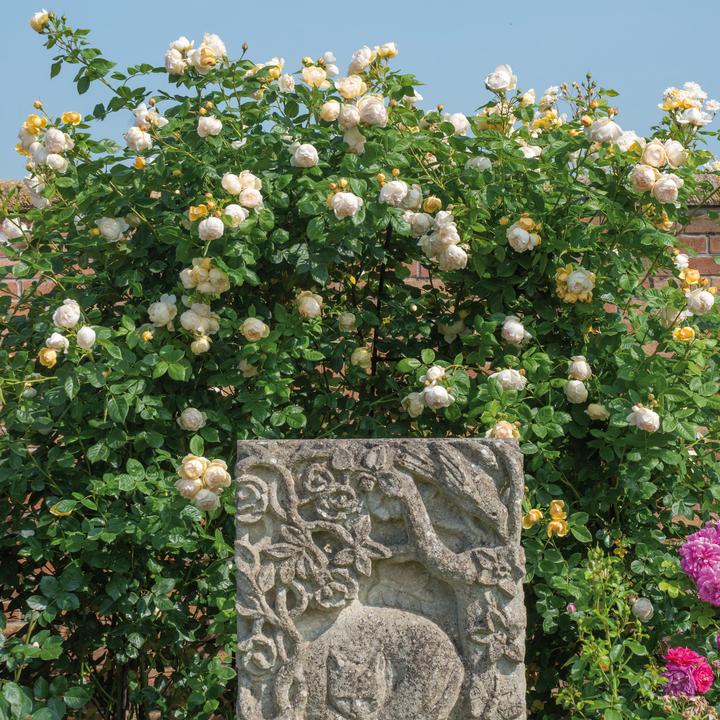 Rosa Wollerton Old Hall 6 ltr pot (C6) Engelse klimroos