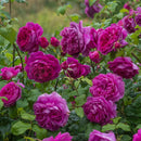 Young Lycidas 6 ltr pot (C6)